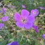 Géranium vivace ROZANNE ®
