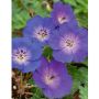 Géranium vivace ROZANNE ®