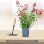 Sauge arbustive vivace ou Salvia greggii MIRAGE TM Pink
