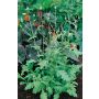 Verveine officinale