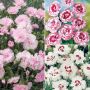 Collection de 9 oeillets anglais ou Dianthus plumarius