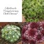 Collection de 3 Joubarbes Sempervivum CHICK CHARMS ®
