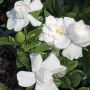 Gardénia Crown Jewel très résistant au gel