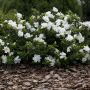 Gardénia aux fleurs doubles, blanches et parfumées