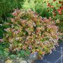 Abelia X grandiflora ‘Kaleidoscope’ ou Abélia panaché
