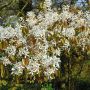 Amelanchier Lamarckii