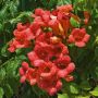 Bignone ou Campsis X tagliabuana 'Madame Galen'