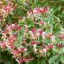 Chèvrefeuille du Japon ou Lonicera japonica 'Chinensis'