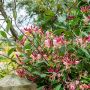 Chèvrefeuille du Japon ou Lonicera japonica 'Chinensis'