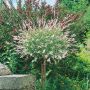Saule Crevette Tige