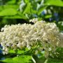 Sambucus Nigra ou Sureau Noir
