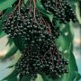 Sambucus Nigra