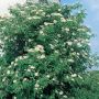 Sambucus Nigra