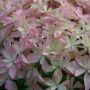 Hortensia macrophylla YOU AND ME® Inspire