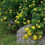Potentille arbustive Goldfinger