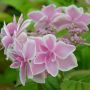Hortensia macrophylla STAR GAZER ®
