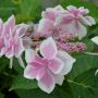 Hortensia macrophylla STAR GAZER ®