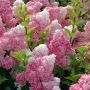 Hortensia paniculata VANILLE FRAISE ® Renhy