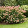Hortensia Paniculata VANILLE FRAISE ® Renhy