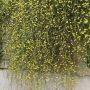 jasminum nudiflorum