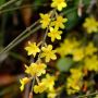 Jasmin d'hiver ou jasminum nudiflorum