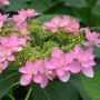 Hortensia macrophylla