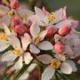 Choisya ternata Apple Blossom