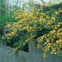 Kerria japonica