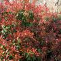 Photinia X fraseri 'Red Robin'