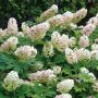 Hortensia Quercifolia