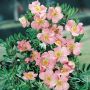 Potentille LOVELY PINK ® Pink Beauty