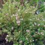 Potentille LOVELY PINK ® Pink Beauty