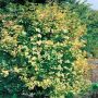 Viburnum Opulus