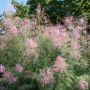 Tamaris d'été