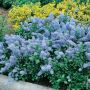 Céanothe Repens à la floraison bleu-clair