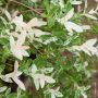 Saule Crevette