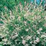 Saule Crevette
