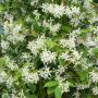 Jasmin Etoilé ou Trachelospermum jasminoides