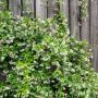 Jasmin Etoilé ou Trachelospermum Jasminoides