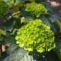 Hortensia ou Hydrangea macrophylla GREEN EVER BELLES ® Hortmagreclo