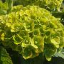Hortensia ou Hydrangea macrophylla GREEN EVER BELLES ® Hortmagreclo