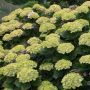 Hortensia ou Hydrangea macrophylla GREEN EVER BELLES ® Hortmagreclo