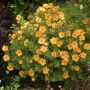 Potentille arbustive DOUBLE PUNCH ® Tango ‘Minora07’