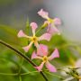 Jasmin étoilé ou Trachelospermum asiaticum PINK SHOWERS ®