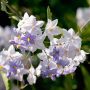 Solanum jasminoïdes, morelle faux-jasmin