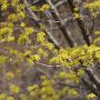 Cornouiller mâle ou cornus mas