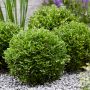 Chèvrefeuille arbustif GARDEN CLOUDS ® green breeze