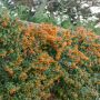 Pyracanthas SAPHYR ® orange 'Cadange'