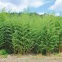 Bambou Phyllostachys aureosulcata Spectabilis