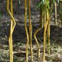 Bambou Phyllostachys aureosulcata Spectabilis